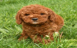 Mini Goldendoodle dogs for sale: Nina - Image 6