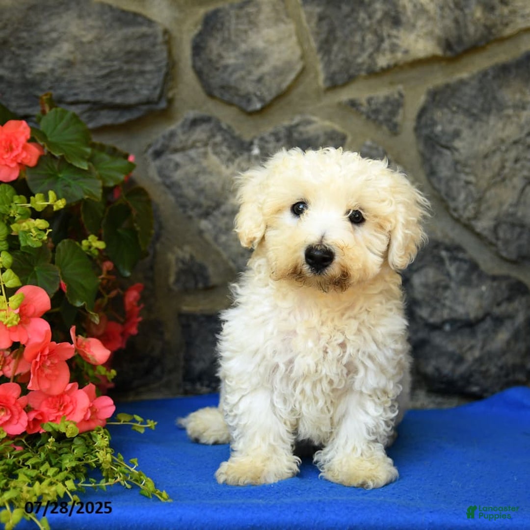 Bichon Frise dogs for sale: Tyler - Image 2