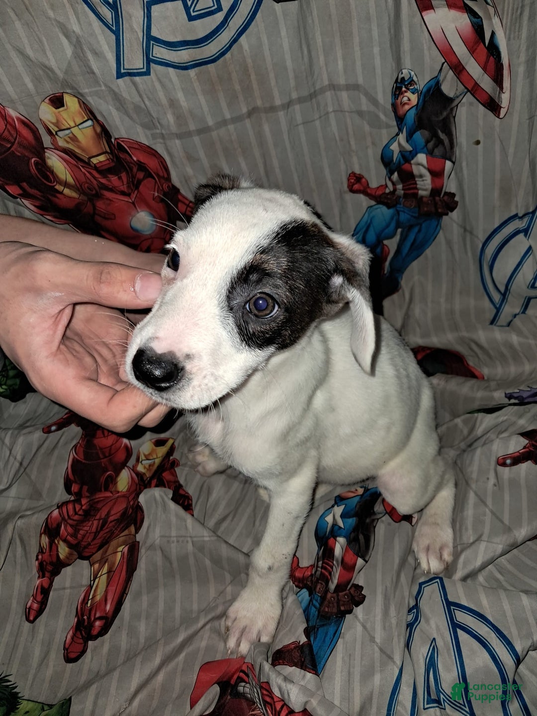Dogo Argentino dogs for sale: Oreo - Image 4