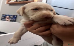 Labrador Retriever dogs for sale: Chalk - Image 3