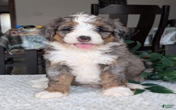 Mini Bernedoodle dogs for sale: Allie - Image 21