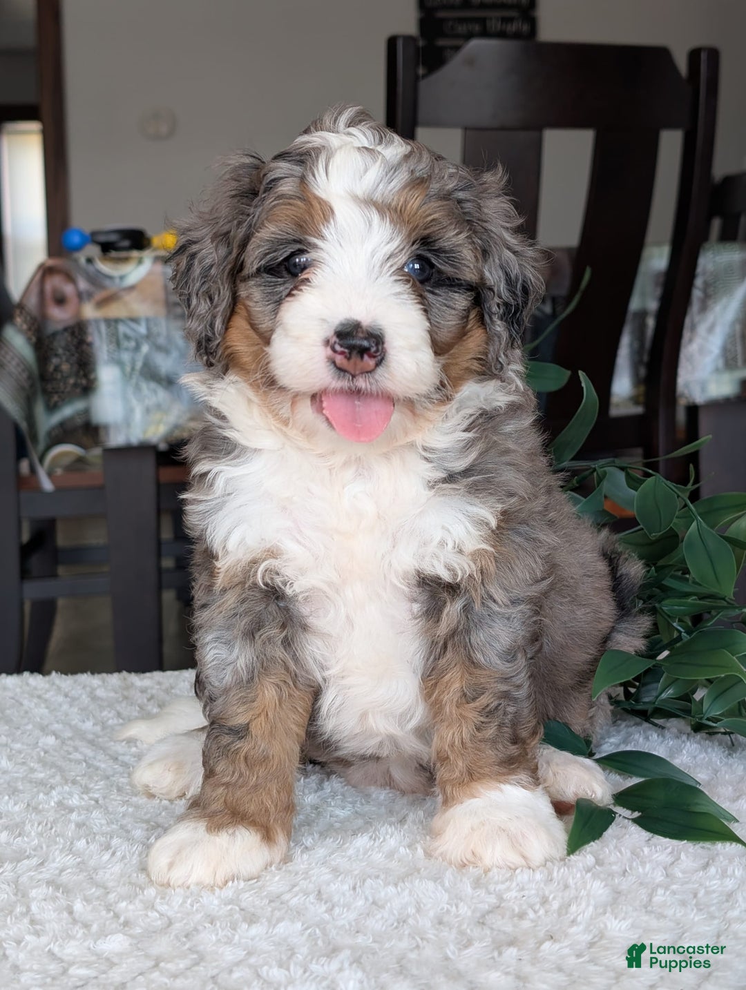 Mini Bernedoodle dogs for sale: Allie - Image 21