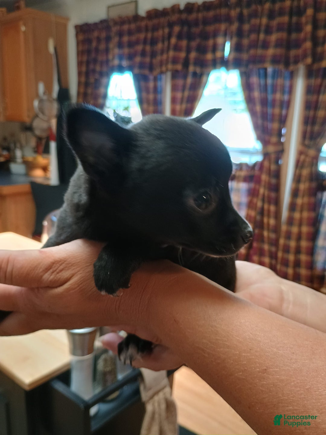 Chihuahua dogs for sale: Chihuahua 4 puppies - Image 25