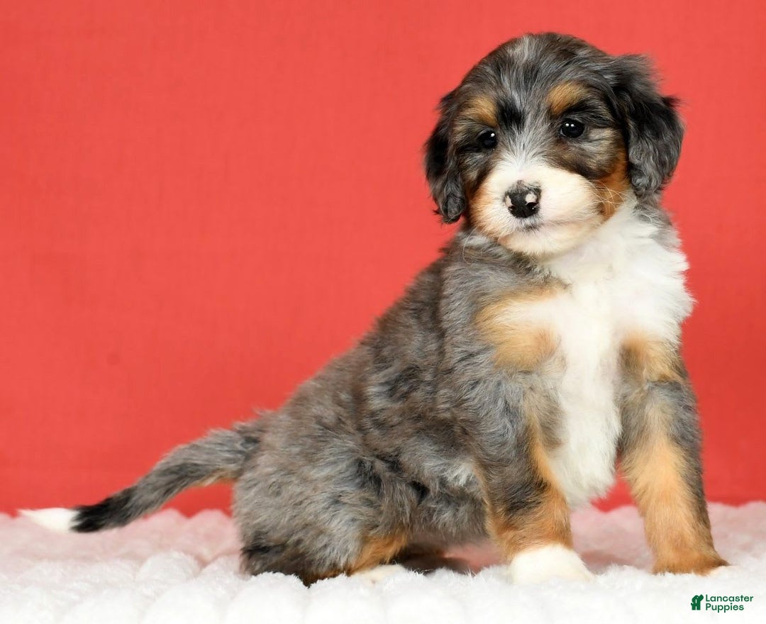Bernedoodle dogs for sale: Stella - Image 8