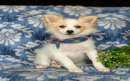 Pomeranian dogs for sale: Keene - Image 2