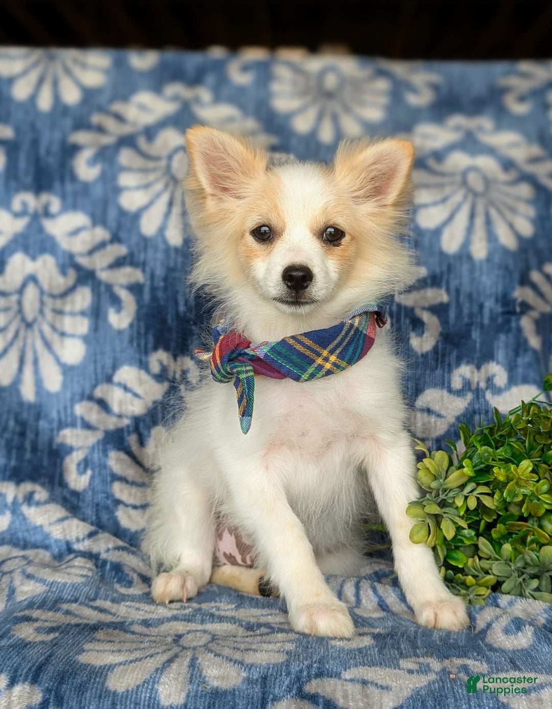 Pomeranian dogs for sale: Keene - Image 2
