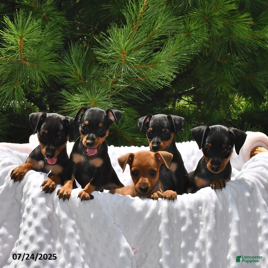 Miniature Pinscher dogs for sale: Peanut - Image 3