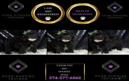 Miniature Poodle dogs for sale: Tate - Image 5