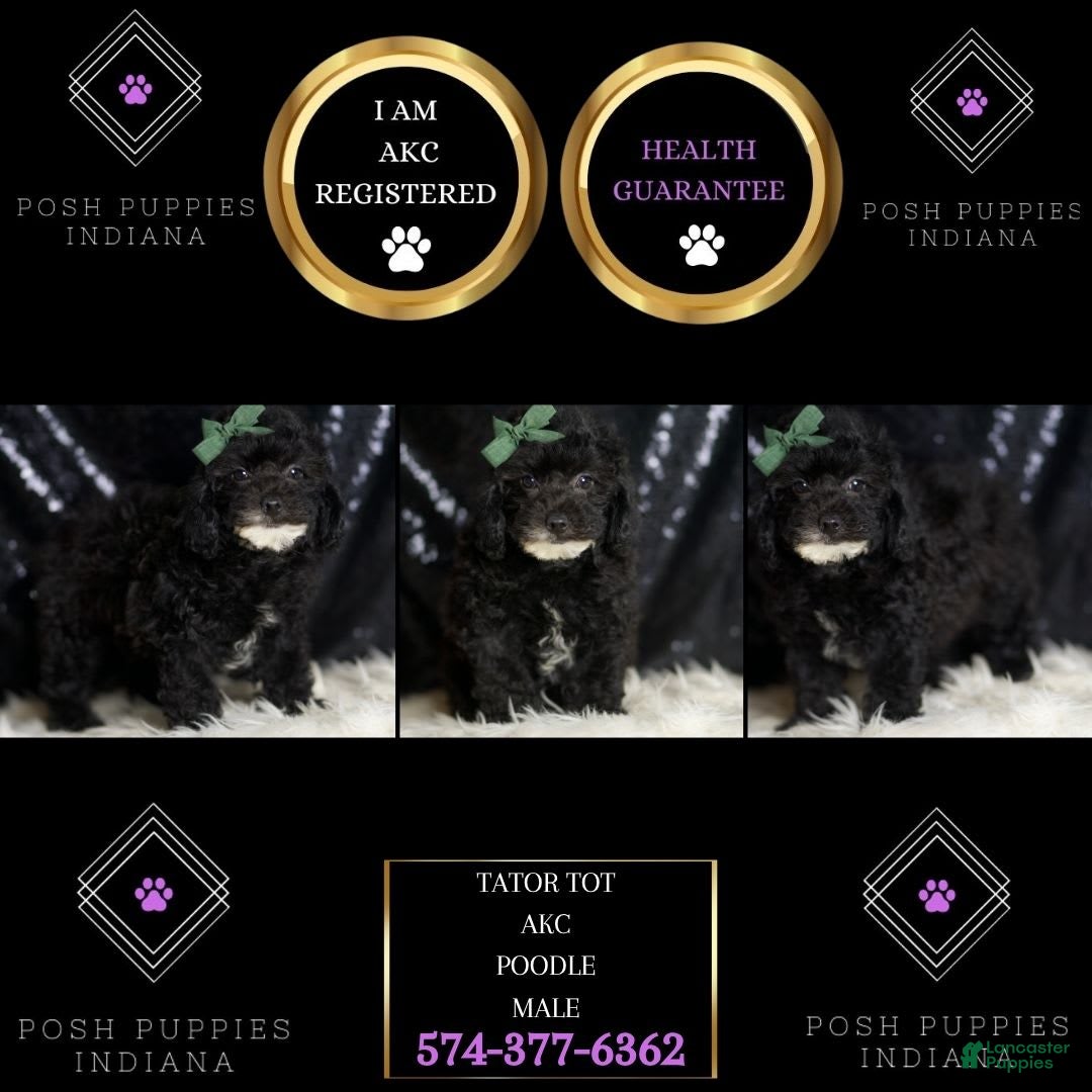 Miniature Poodle dogs for sale: Tate - Image 5