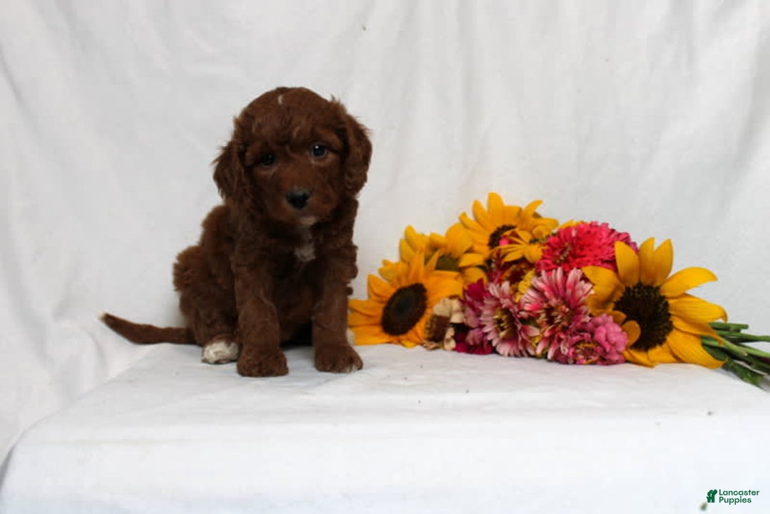 Mini Goldendoodle dogs for sale: Holly - Image 1