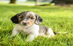Miniature Dachshund dogs for sale: Cookie - Image 9