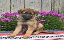 German Shepherd dogs for sale: Jazz - Image 2