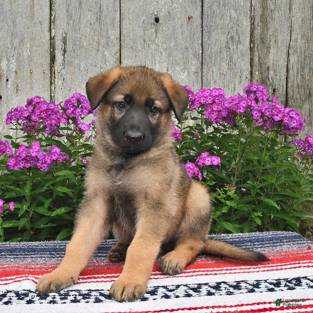German Shepherd dogs for sale: Jazz - Image 2