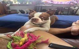 Boston Terrier dogs for sale: Marcy - Image 5