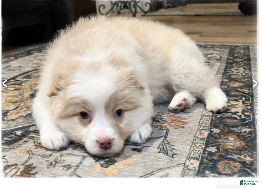 Miniature Australian Shepherd dogs for sale: Cooper - Image 1