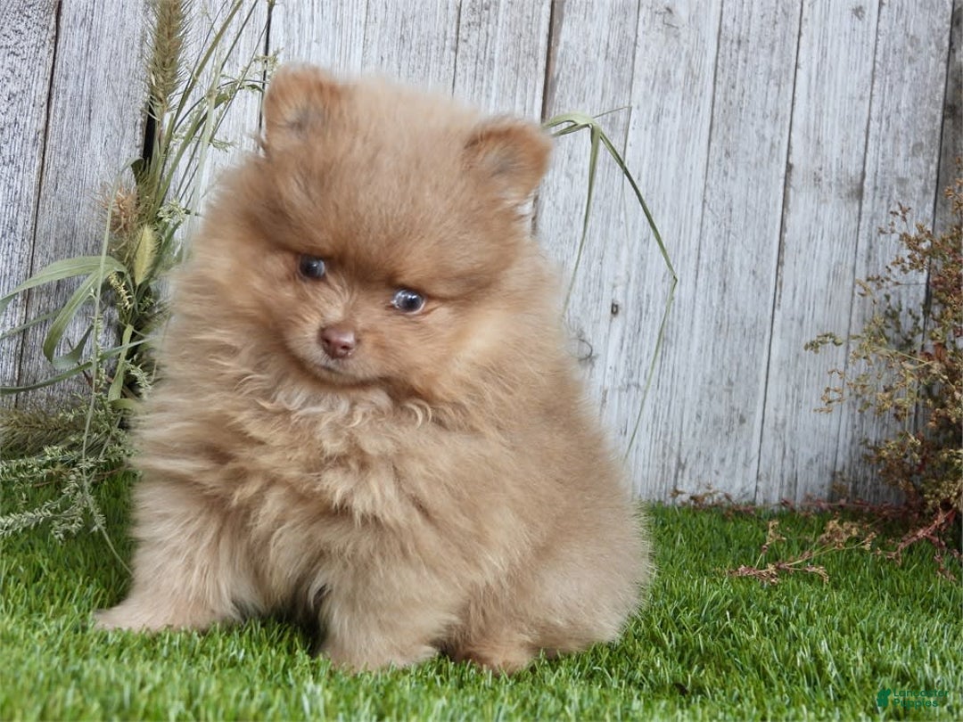 Pomeranian dogs for sale: Pico - Image 2