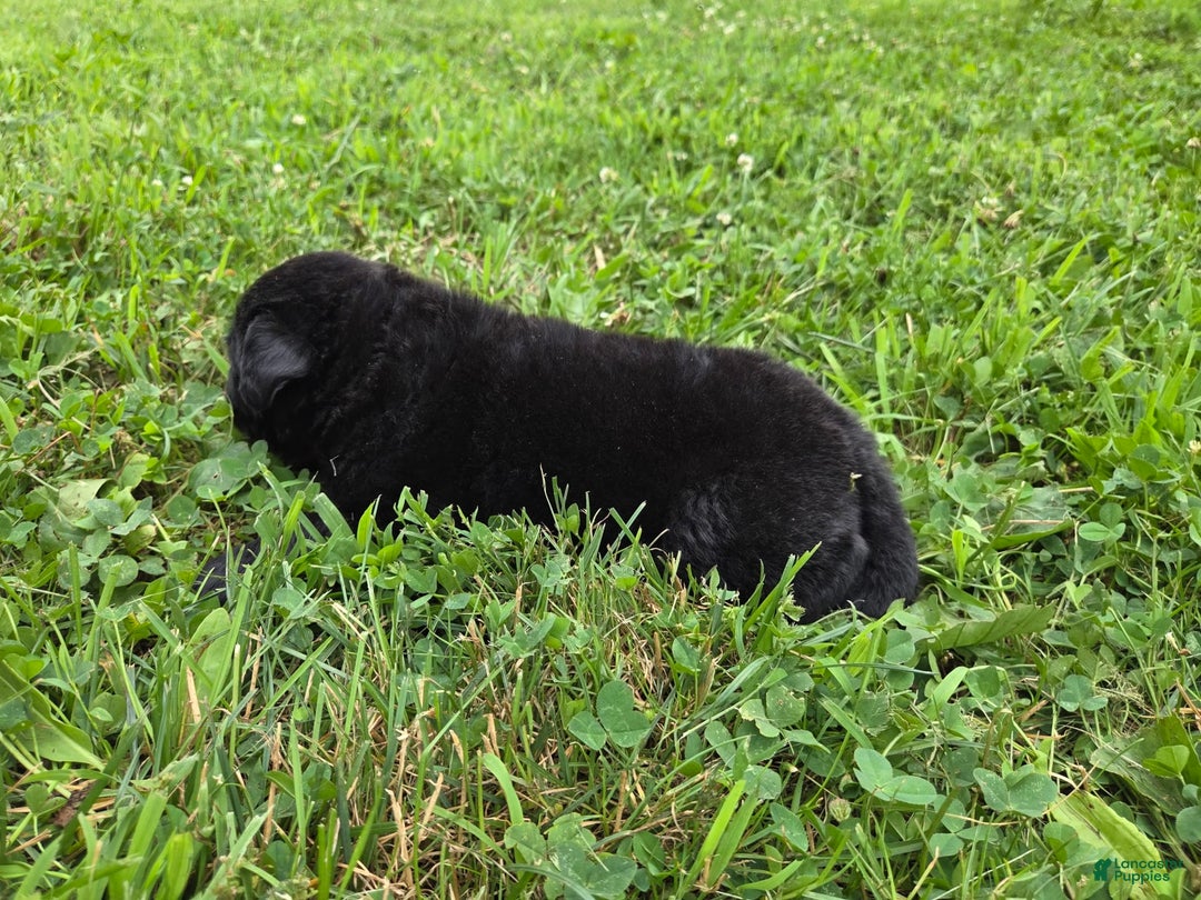 Newfoundland dogs for sale: Tramp - Image 1