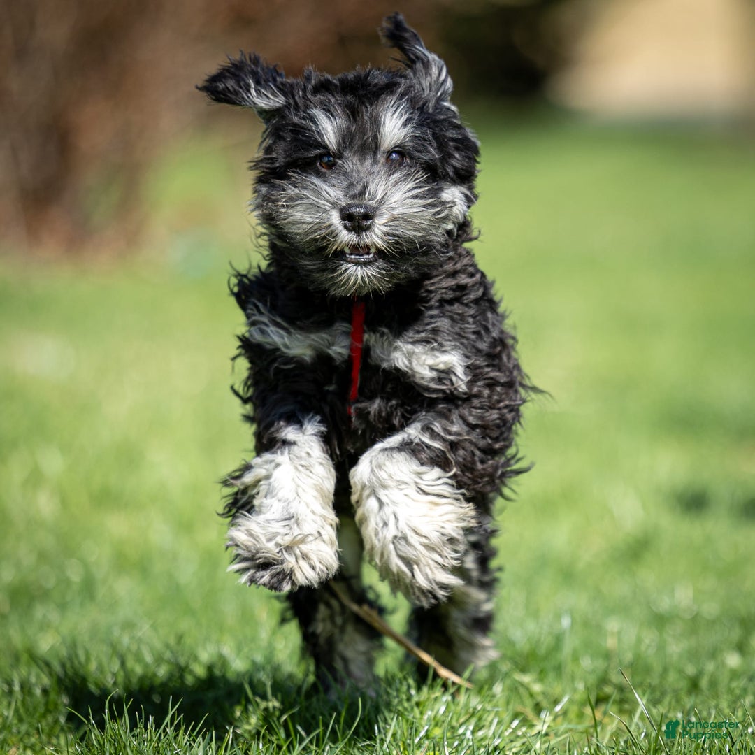 Miniature Schnauzer dogs for sale: Bobby - Image 1