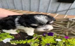 Maltipoo dogs for sale: Hunter - Image 7