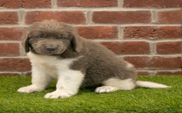 Newfoundland dogs for sale: Angel - Image 3