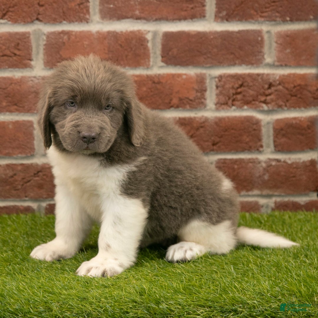Newfoundland dogs for sale: Angel - Image 3