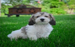Bichpoo dogs for sale: Barry - Image 7