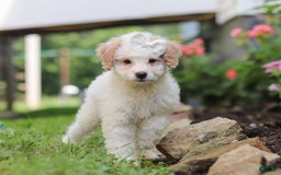 Mini Aussiedoodle dogs for sale: Dottie - Image 3