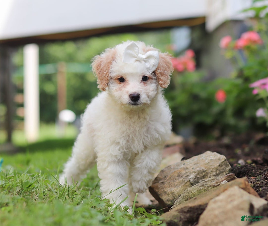 Mini Aussiedoodle dogs for sale: Dottie - Image 3