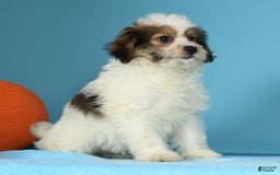Bichon Frise dogs for sale: Moana - Image 5