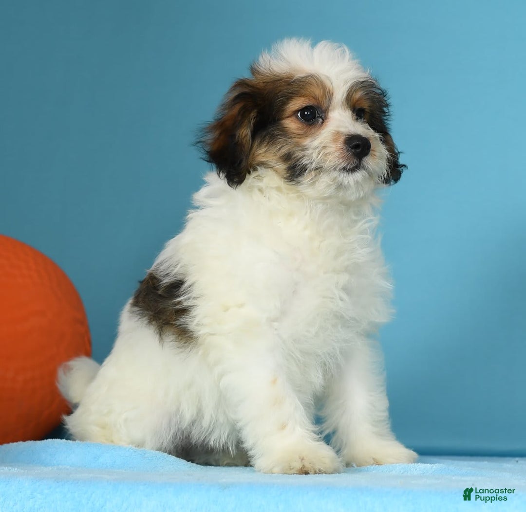 Bichon Frise dogs for sale: Moana - Image 5