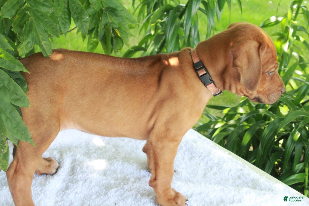 Rhodesian Ridgeback dogs for sale: Gwen - Image 7