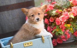 Welsh Corgi Pembroke dogs for sale: Angelo - Image 3