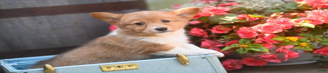 Angelo