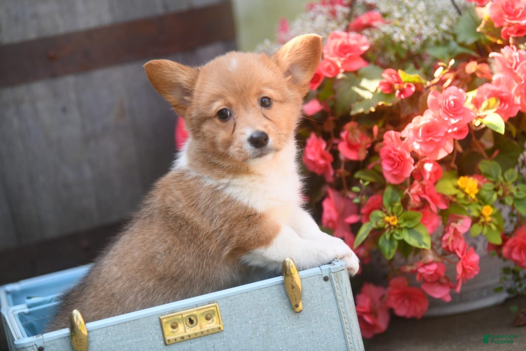 Welsh Corgi Pembroke dogs for sale: Angelo - Image 3