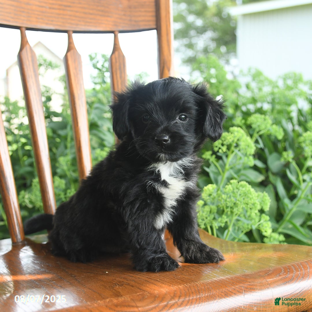 Teddy Bear dogs for sale: Zack - Image 4