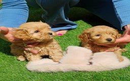 Maltipoo dogs for sale: Adriana - Image 2