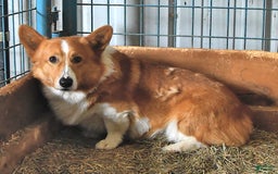 Welsh Corgi Pembroke dogs for sale: Tiffany - Image 9
