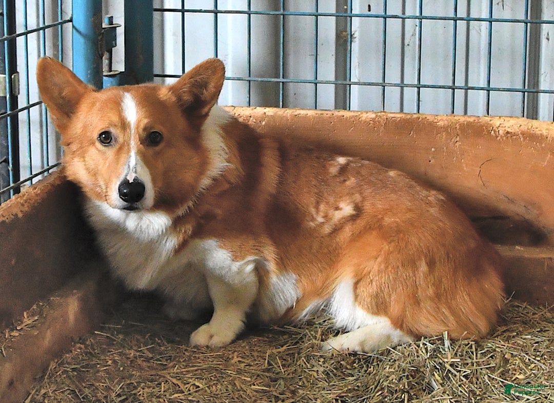 Welsh Corgi Pembroke dogs for sale: Tiffany - Image 9