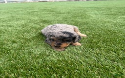 Bernedoodle dogs for sale: 7 - Image 7