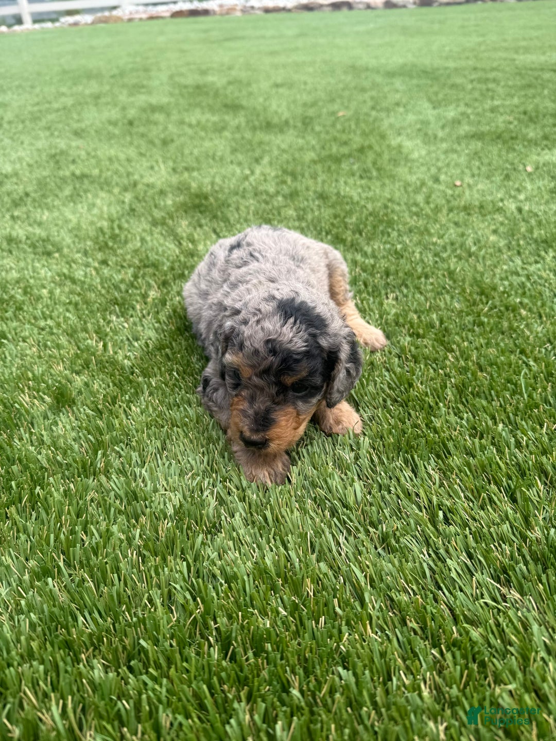 Bernedoodle dogs for sale: 7 - Image 7