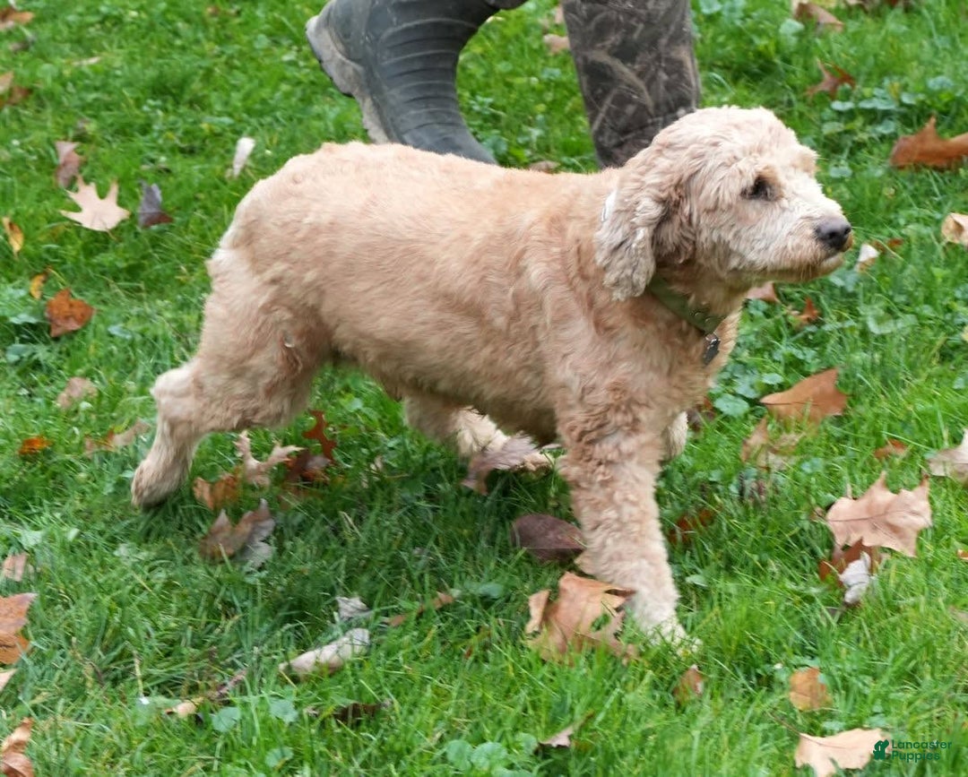 Mini Goldendoodle dogs for sale: Kodak - Image 10