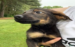 German Shepherd dogs for sale: Loki - Image 2
