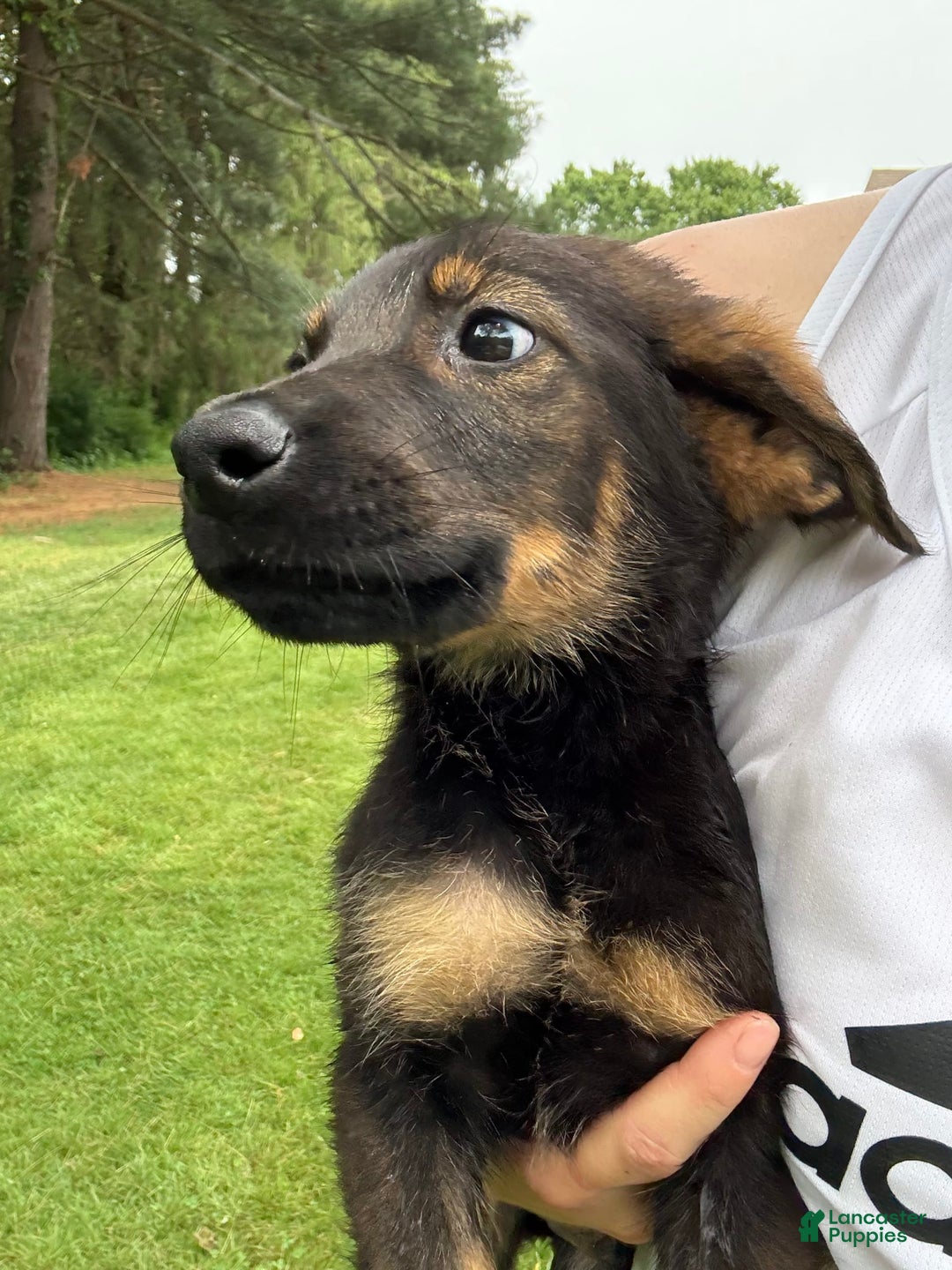German Shepherd dogs for sale: Loki - Image 2