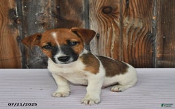 Jack Russell Terrier dogs for sale: Sparky - Image 2