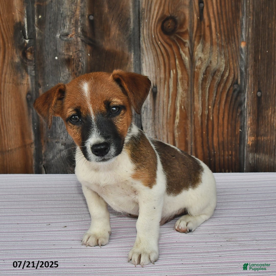 Jack Russell Terrier dogs for sale: Sparky - Image 2