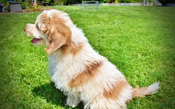 Havapoo dogs for sale: Vegas - Image 25
