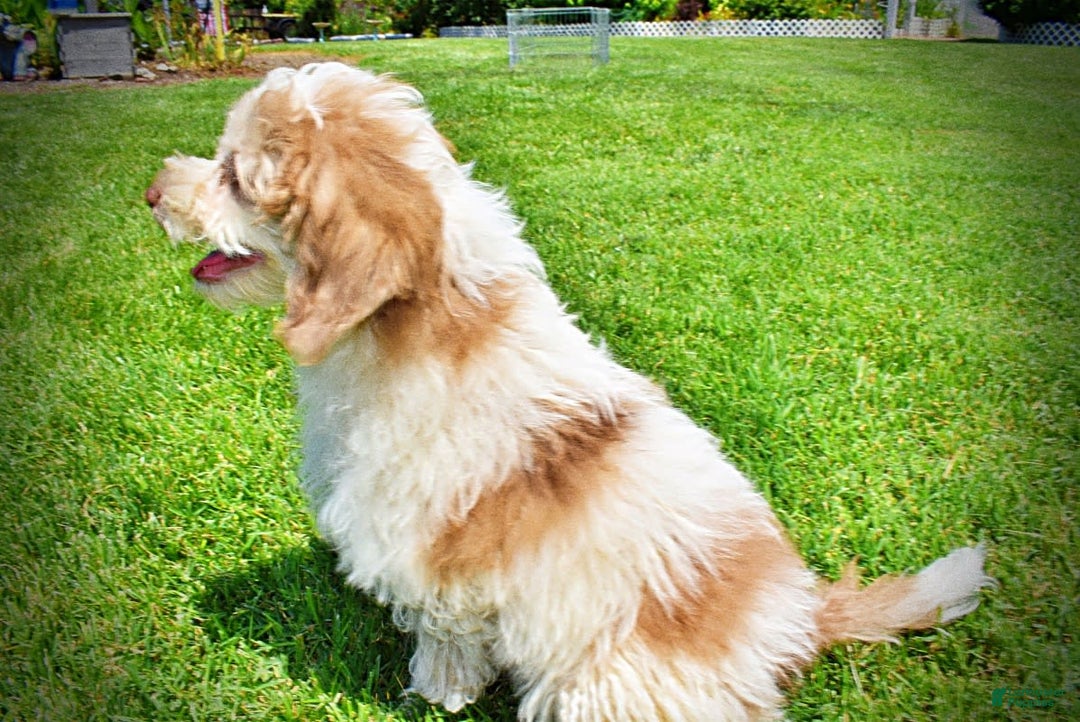 Havapoo dogs for sale: Vegas - Image 25