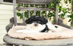 Miniature Poodle dogs for sale: Oliver - Image 4