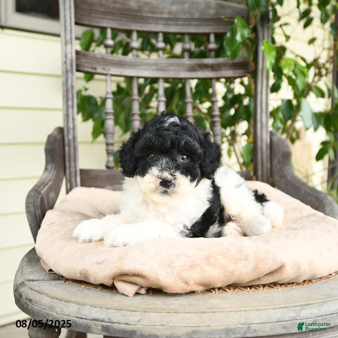 Miniature Poodle dogs for sale: Oliver - Image 4