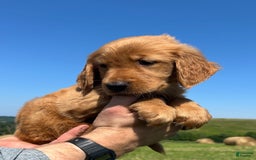 Golden Retriever dogs for sale: Rascal - Image 16
